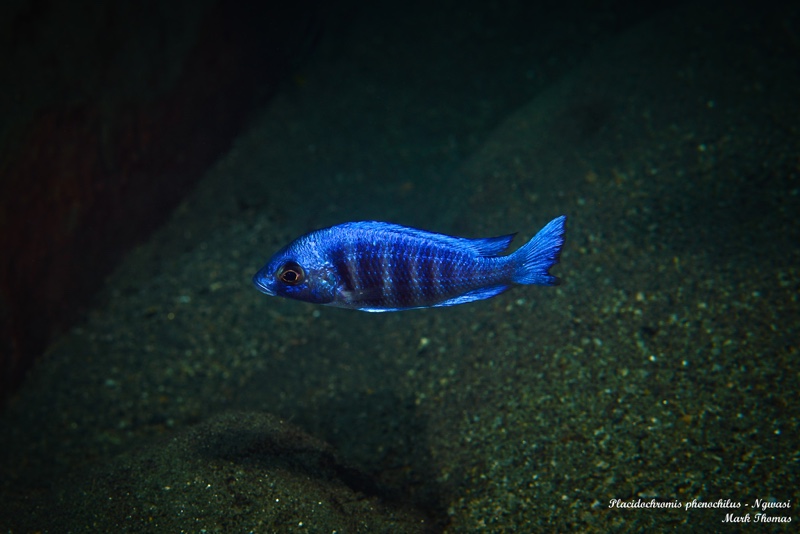 Placidochromis sp. 'phenochilus tanzania' Ngwasi